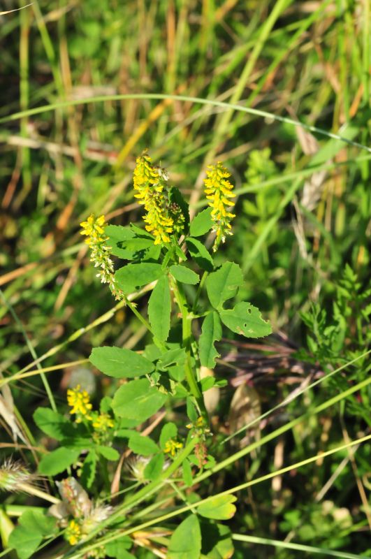 Piantina da determinare 1 - Melilotus sp